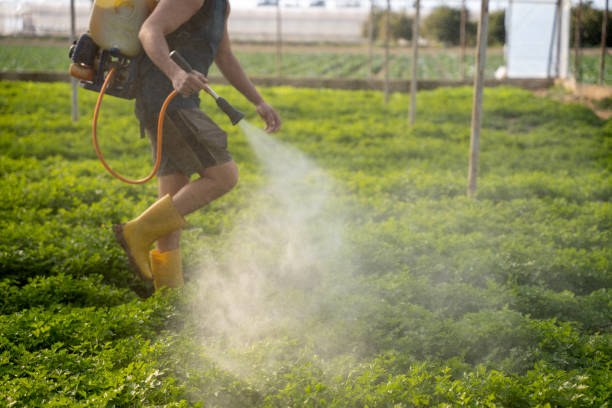 Best Affordable Pest Control Services  in Basile, LA