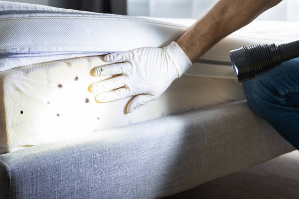 Best Pest Control Cost  in Basile, LA