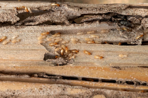 Best Best Pest Control Companies  in Basile, LA