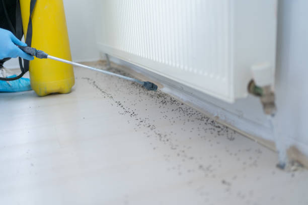 Best Commercial Pest Control Services  in Basile, LA
