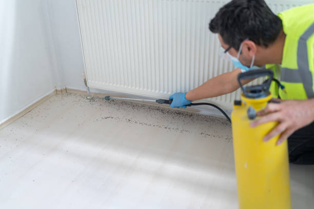 Best Wasp Removal Services  in Basile, LA